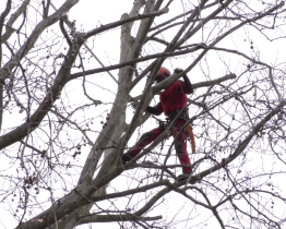 Arboristi ořezali platany na třídě Komenského
