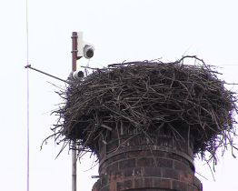 Čapí hnízdo čeká na své obyvatele pod dohledem kamery