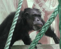 ŠimpanZoom nabízí život primátů on-line