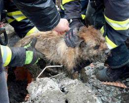 Při záchraně psa z kanalizace čekalo na hasiče překvapení 
