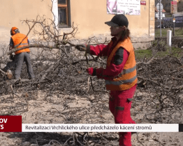 Revitalizaci Vrchlického ulice předcházelo kácení stromů