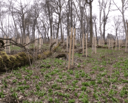 Pokračuje revitalizace zámecké bažantnice
