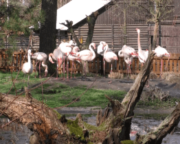 Zoo se otevřela, nabízí ale i venkovní aktivity