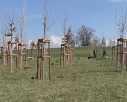 Koruny 57 vzrostlých stromů vytvoří přírodní katedrálu