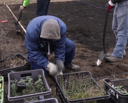 Trávníky u autobusového nádraží oživí hvozdíky i kopretiny