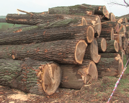 Město prodalo dřevo vytěžené při revitalizaci rybníka Škrlovec
