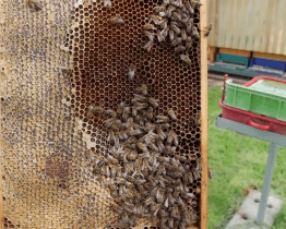 Mezi včelaře rozdělí kraj více než milion korun