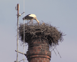 Kamera sleduje život čapího páru na komíně