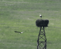Na Valašsko přiletěli čápi ze svých zimovišť