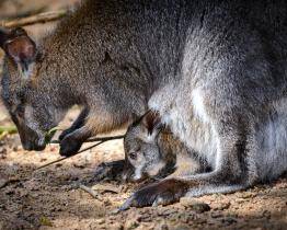 Klokaní babyboom ve zlínské zoo