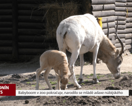 Babyboom v zoo pokračuje, narodilo se mládě adaxe núbijského