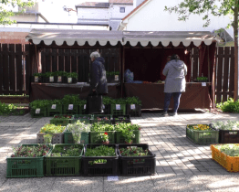 Trhy dočasně probíhají na Panském dvoře