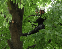 Stromy opečovávají arboristé