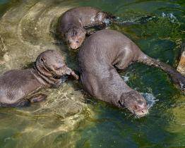 Zlínská zoo se pochlubila malými vydrýsky