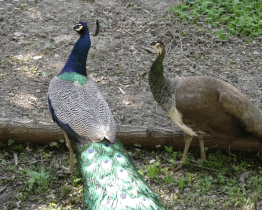 Zámecký park oživil pár pávů