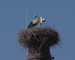 Vzdušný prostor kolem čapího hnízda čeká na první starty mláďat 