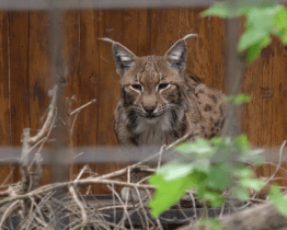 S Mezinárodním dnem rysů začal i virtuální běh
