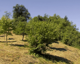 Na pastviny v Maršově vyběhnou krávy