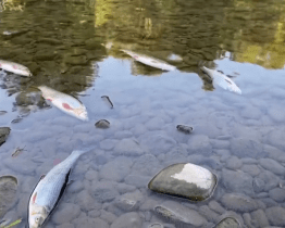 Ekologické spolky požadují nápravu škod na otrávené Bečvě