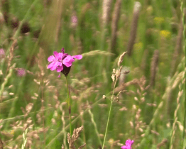 Vysoké trávníky letos rozkvetly