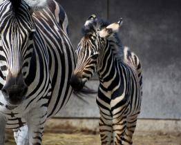 Zoo hlásí nové přírůstky, gibona i zebru