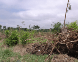 Vstup do lesů kolem Hodonína je zakázaný