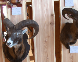 Valašské slavnosti myslivosti v Pozděchově