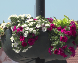 Radnice zdobí město květinami v ulicích i na travnatých plochách