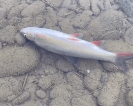 Bečvu nemusel otrávit kyanid