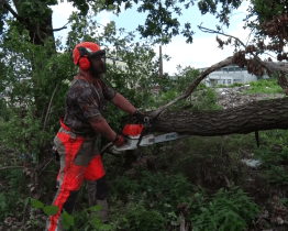 Město chce stromy do Hodonína vrátit