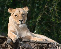 Lvice Bona ze zlínské zoo je ve vážném stavu