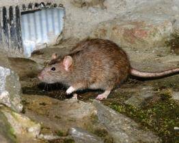 Hon na potkany. Ve Zlíně začala podzimní deratizace