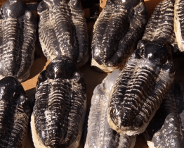 Při muzejní noci otevřeli paleopískoviště