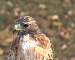 Sázení stromů na Rochusu doprovodili dravci