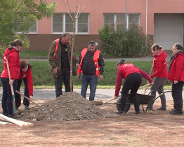 Zájemci ve Starém Městě zasadili padesát stromů
