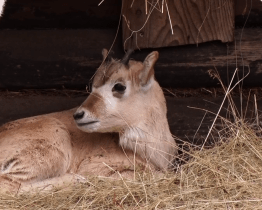 V hodonínské zoo přišel na svět adax núbijský