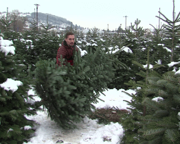 Na želechovické plantáži si lidé mohou stromek sami uřezat  