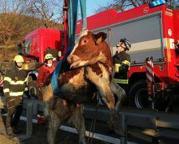 Hasiči zachraňovali uvízlé tele z koryta potoka. Museli ho uspat a povolat speciální techniku