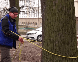 Arboristé pokračují v péči o stromy