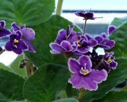 Knihovna založila semínkovnu