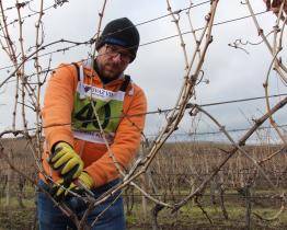 Na Slovácku se utkají nejlepší řezači révy vinné o titul mistra České republiky