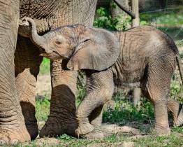 Zoo Zlín je čtvrtou nejlepší zoo východní Evropy, myslí si uznávaný britský odborník