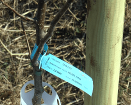 Hulín pokračuje ve výsadbě nových stromů