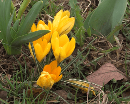 Ve městě začaly rozkvétat květinové pásy podél cest