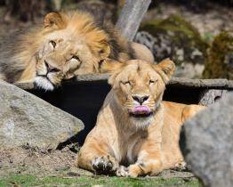 Zlínská zoo truchlí. Nečekaně zemřela lvice Lisa