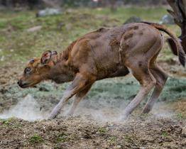 Chovatelský úspěch zlínské zoo! Narodilo se zde první mládě gaura indického