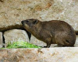 Zlínská zoo zve na letošní první novinku. Už zítra otevře novou expozici v africké oblasti