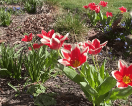 Připravte si zahrádky, soutěž Rozkvetlé město je tu!