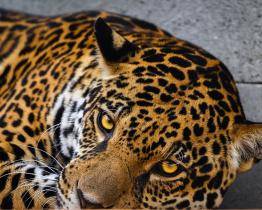 Zlínská zoo otevřela největší výběh pro šelmy v Evropě