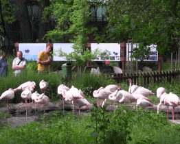 V hodonínské zoo oslavovali přírodní rozmanitost